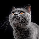 英短蓝猫正面（悬浮侧栏作者头像） - 原创素材 - 站酷设计师摄影师山海客原创素材 - 站酷ZCOOL