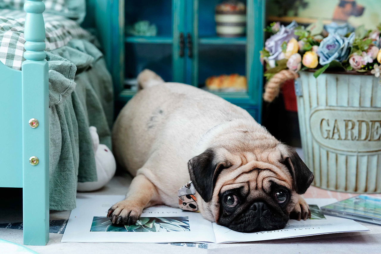 巴哥犬合集——宠爱拾光宠物摄影