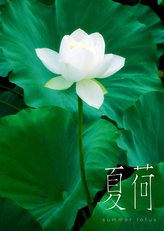 慢吞吞的字体练习