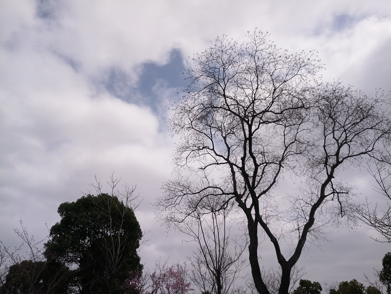 春之密影（图ZMTA4MjU4Mjgw） - 产品摄影 - 站酷设计师珍丫头原创素材 - 站酷ZCOOL