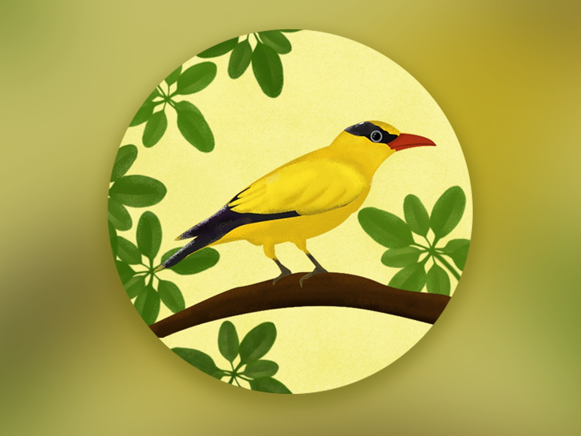 黄鹂鸟---大众德馨艺术网