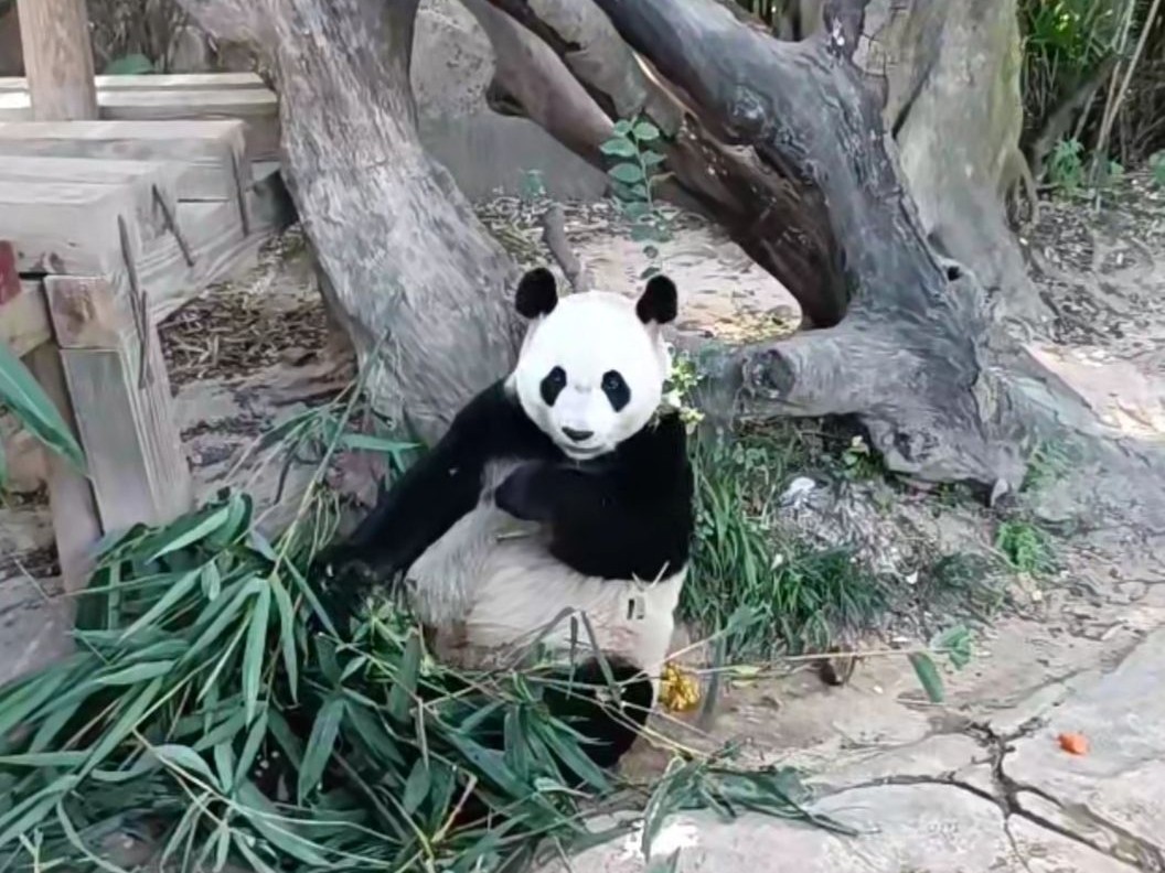 广州长隆野生动物世界大熊猫宝宝换”装“过年