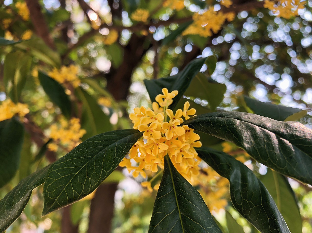 桂花（图ZMTMyMjQzMTg0） - 人文/纪实摄影 - 站酷设计师Lily216原创素材 - 站酷ZCOOL