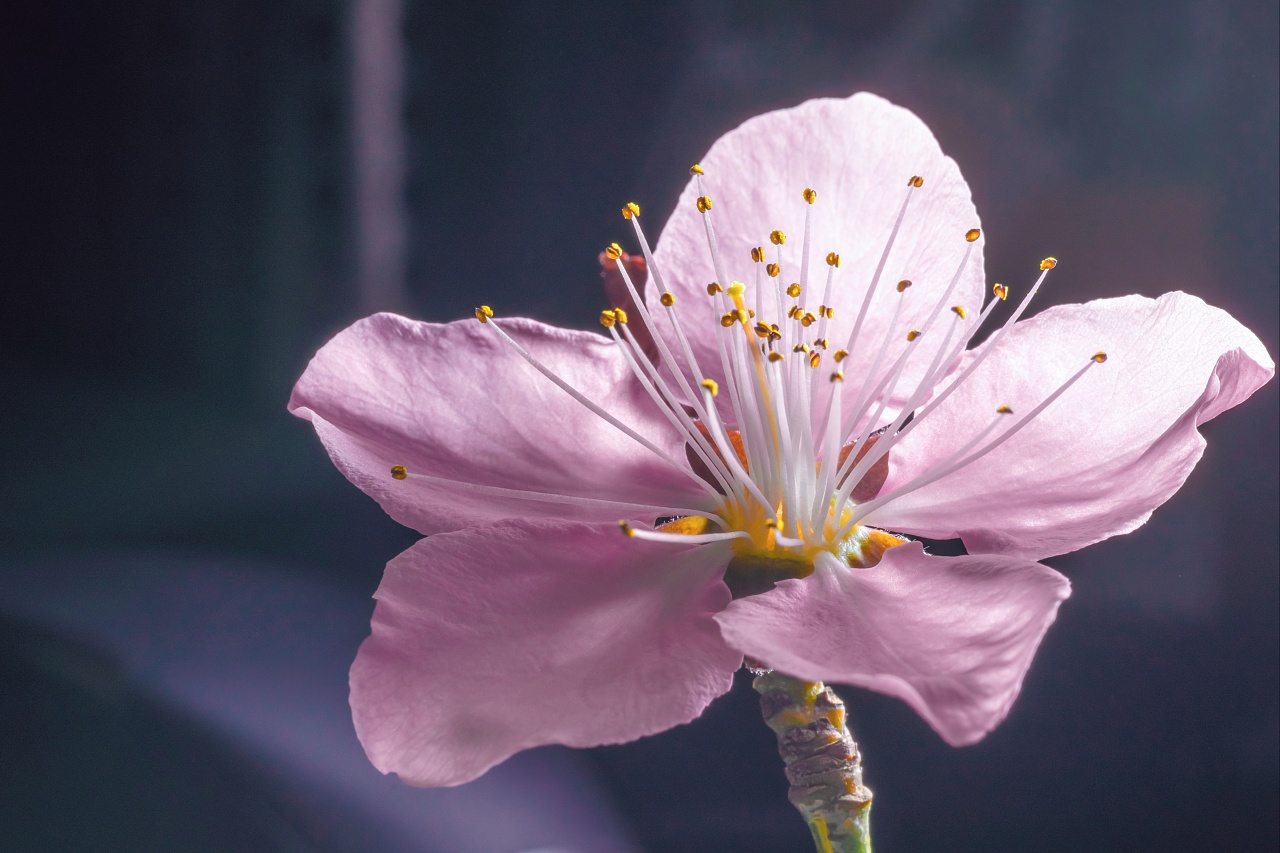盛开的桃花图片素材免费下载 - 觅知网