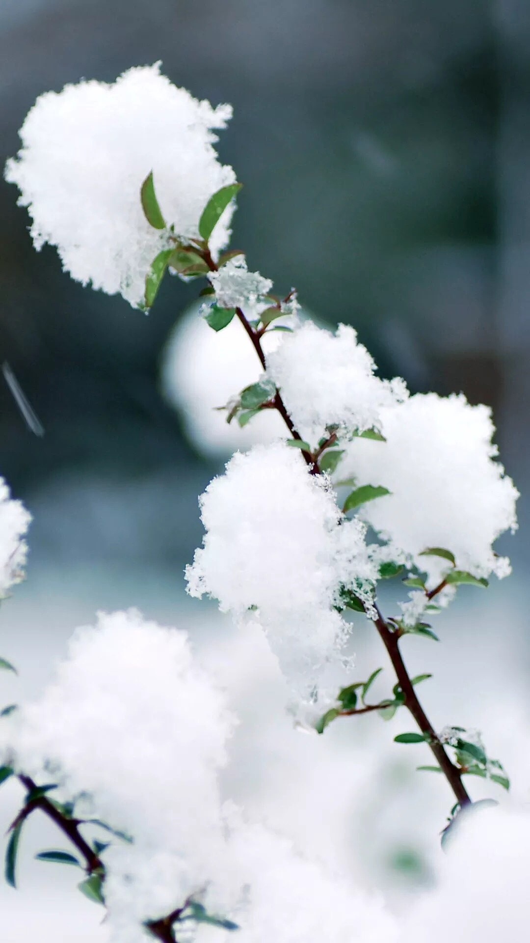 雪花雪草|摄影|风光摄影|景致唯美 - 原创作品 - 站酷 (zcool)