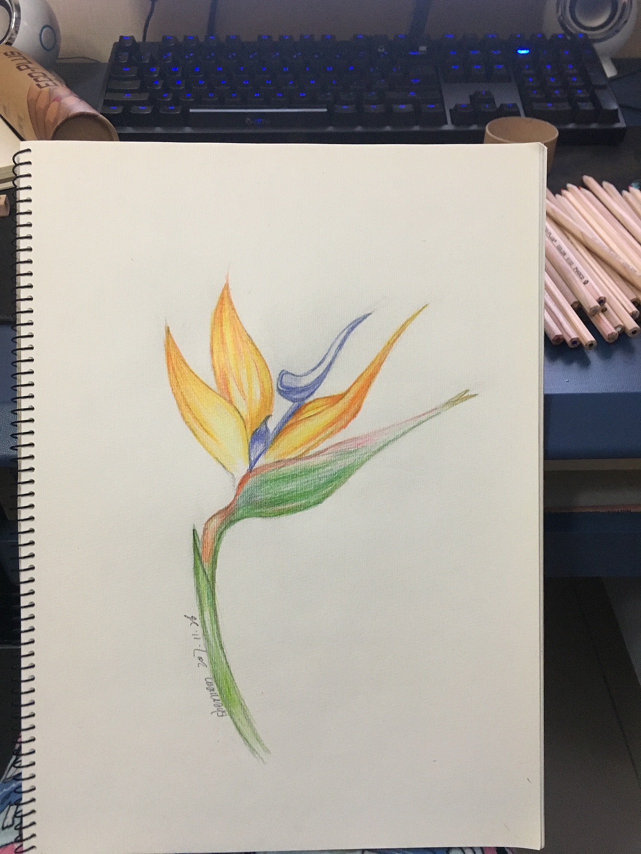 彩铅插画天堂鸟