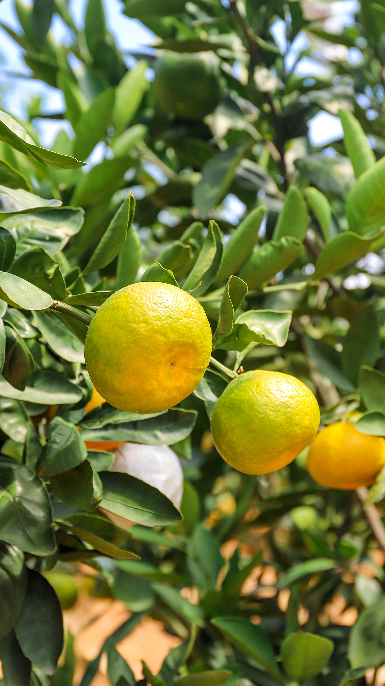 水果拍摄-云南华宁无籽蜜桔|摄影|产品摄影|鲸人映像 - 原创作品