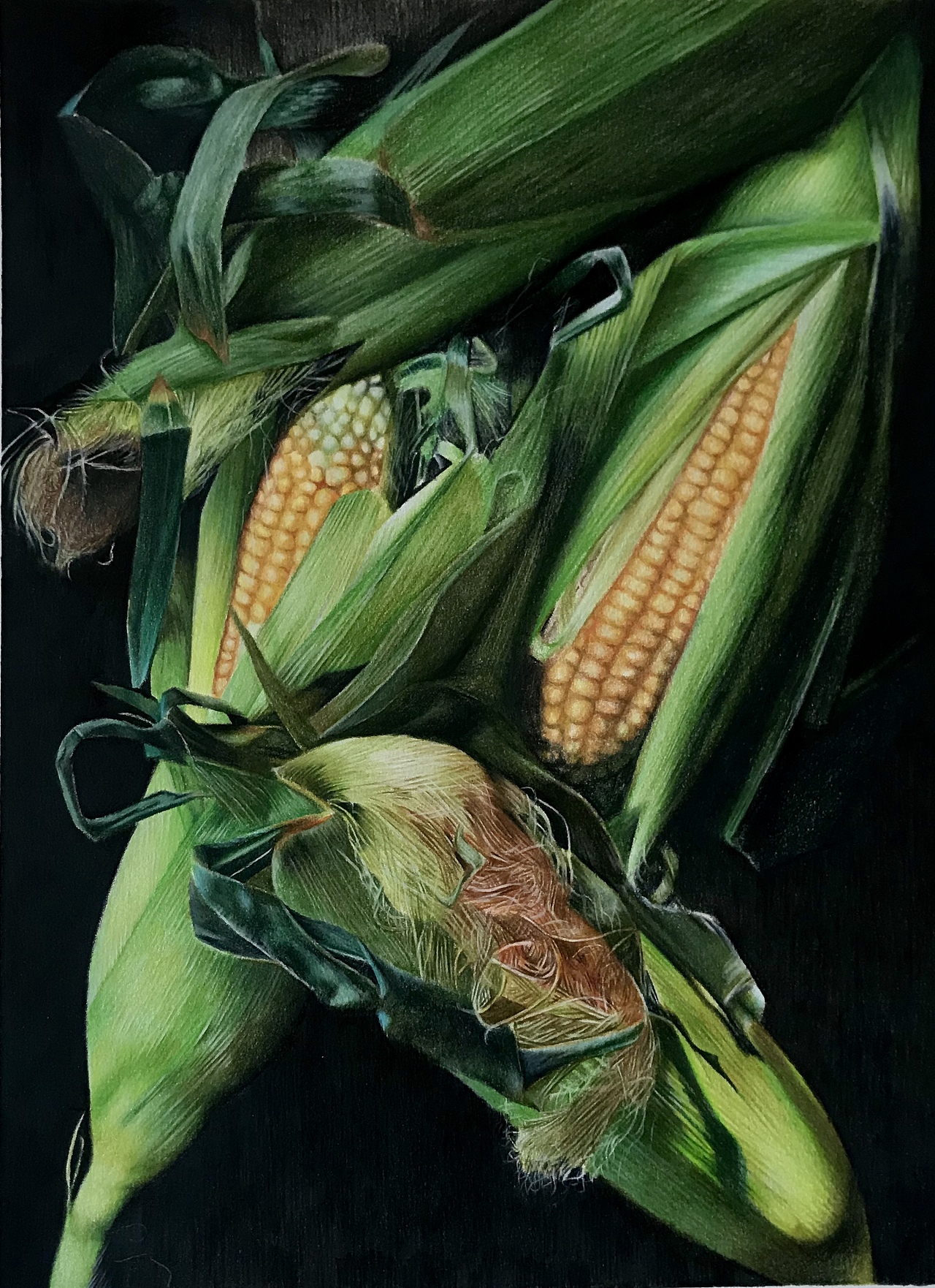 彩铅静物系列之-玉米,霹雳马偏写实风格(附过程图)|纯艺术|绘画|大