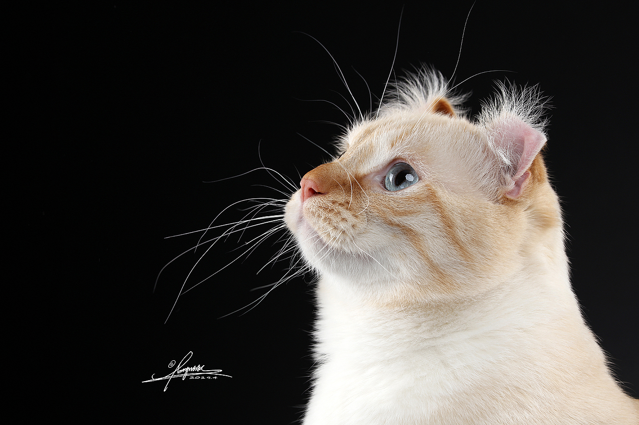 美国卷耳猫amyworks,拍摄于大连