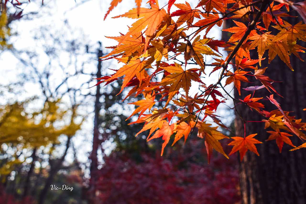 一组乱七八糟的摄影作品（图ZMTU4OTUzNTcy） - 风光摄影 - 站酷设计师丁润泽原创素材 - 站酷ZCOOL