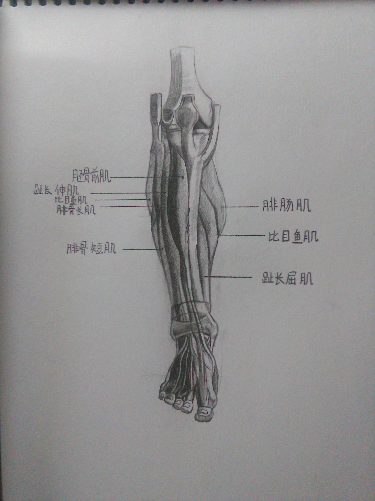 人頭插畫(huà)（圖ZMTQ0Mjk2NDYw） - 創(chuàng)作習(xí)作 - 站酷設(shè)計(jì)師緣泣腥蠛原創(chuàng)素材 - 站酷ZCOOL