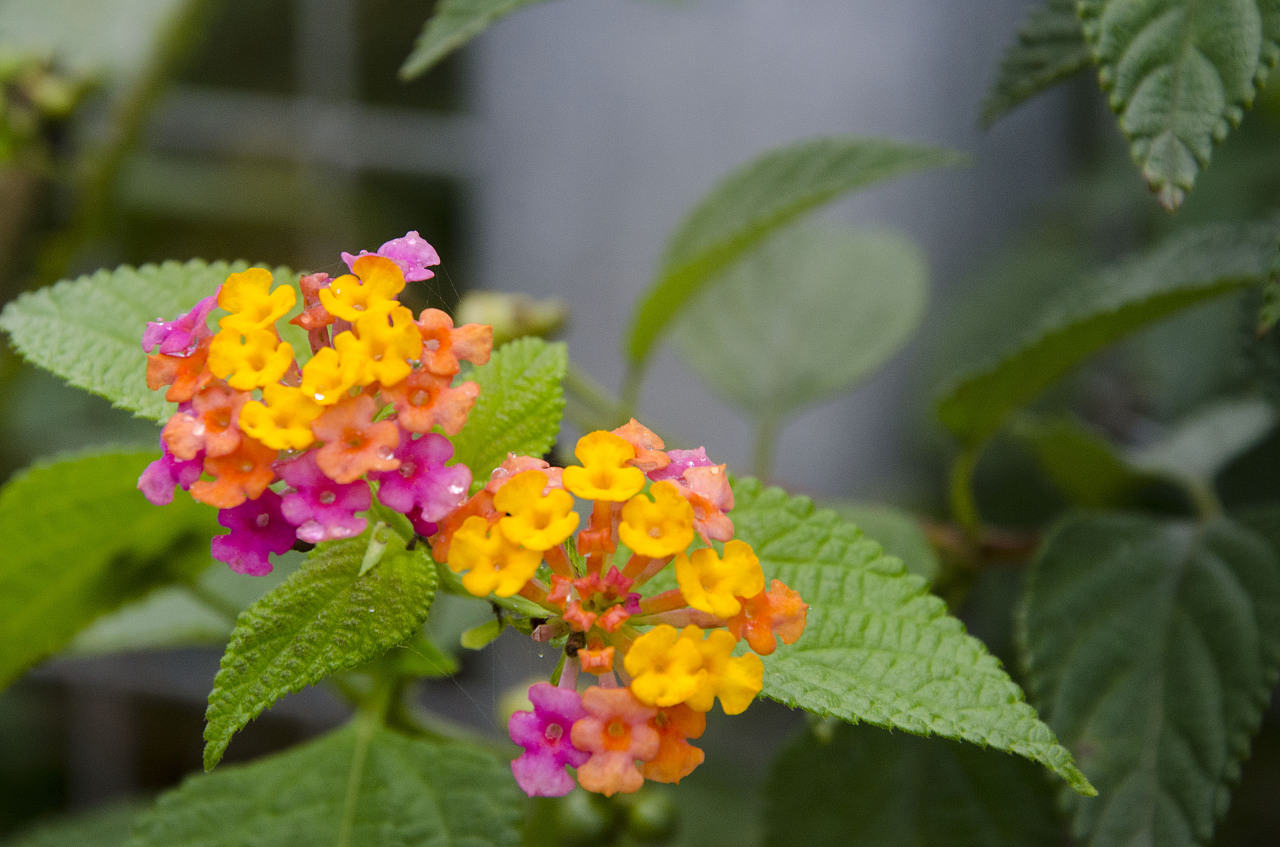 坪山的花花绿绿