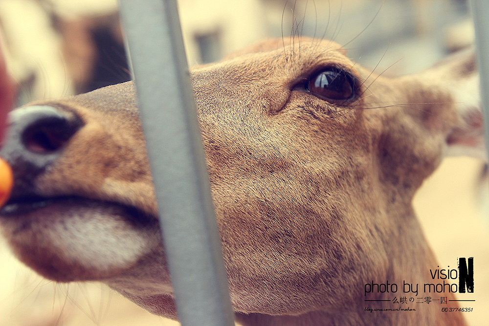 【2014游】猫眼看青岛