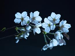 夜晚櫻花