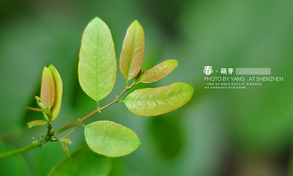春·萌芽（图ZODQyMzU2NA==） - 风光摄影 - 站酷设计师szuedu2005原创素材 - 站酷ZCOOL