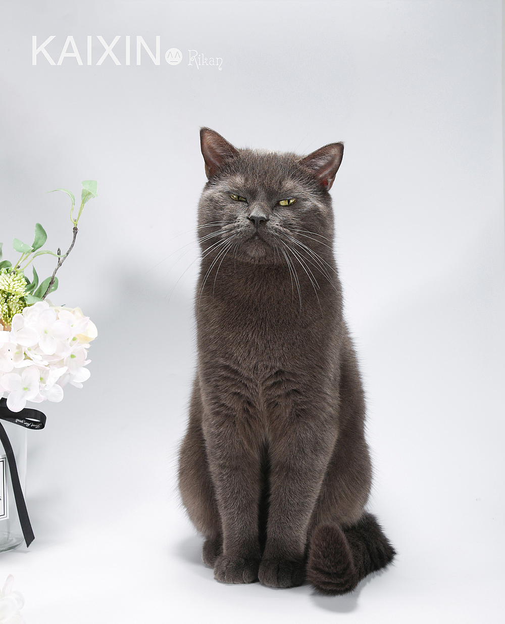 猫咪 宠物摄影 家有猫咪（图ZMTU2Njc1NDM2） - 宠物摄影 - 站酷设计师花田里的喵星人原创素材 - 站酷ZCOOL