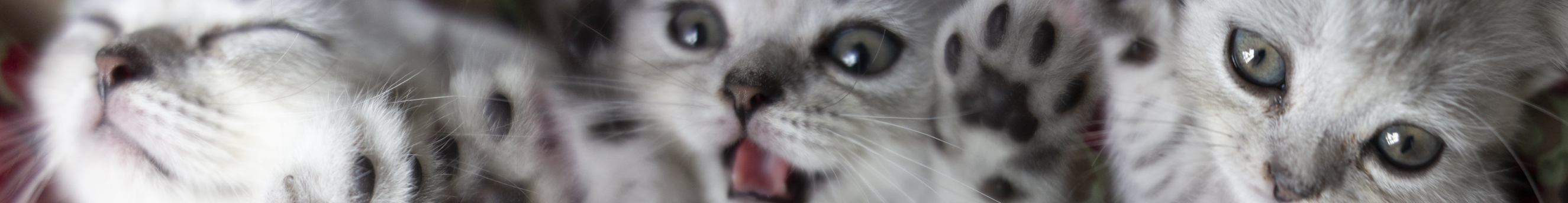 赤瞳乖乖的个人主页（封面预览） - 主页封面设置 - 站酷设计师赤瞳乖乖原创素材 - 站酷ZCOOL