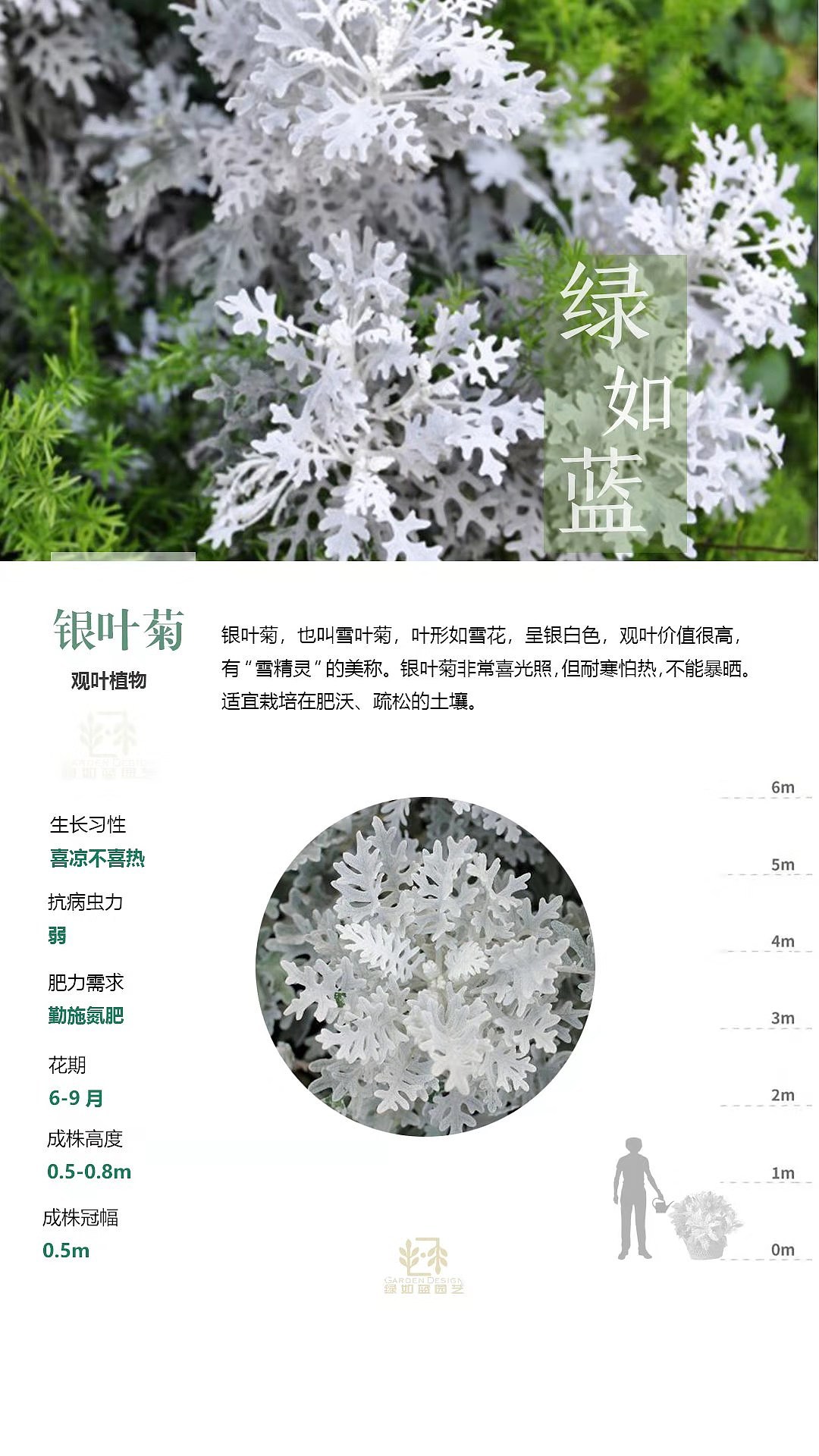 绿如蓝植物拓展