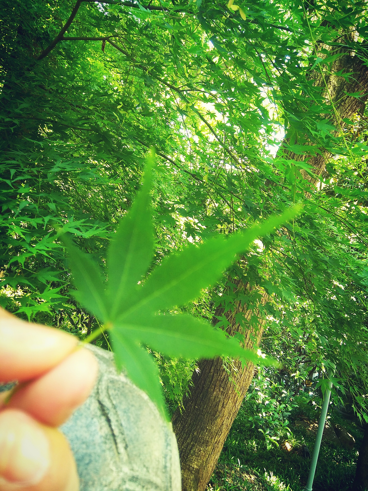 手机摄影（图ZODQ5MjgzODA=） - 其他摄影 - 站酷设计师筱语悸原创素材 - 站酷ZCOOL