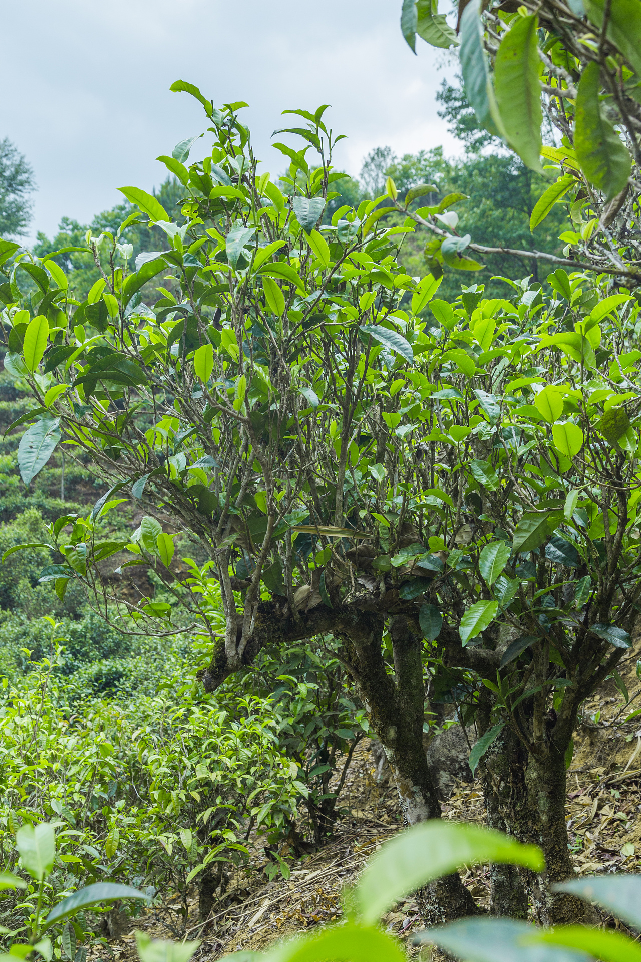 老曼峨，古茶树，名门的传承与从容 - 51普洱茶网