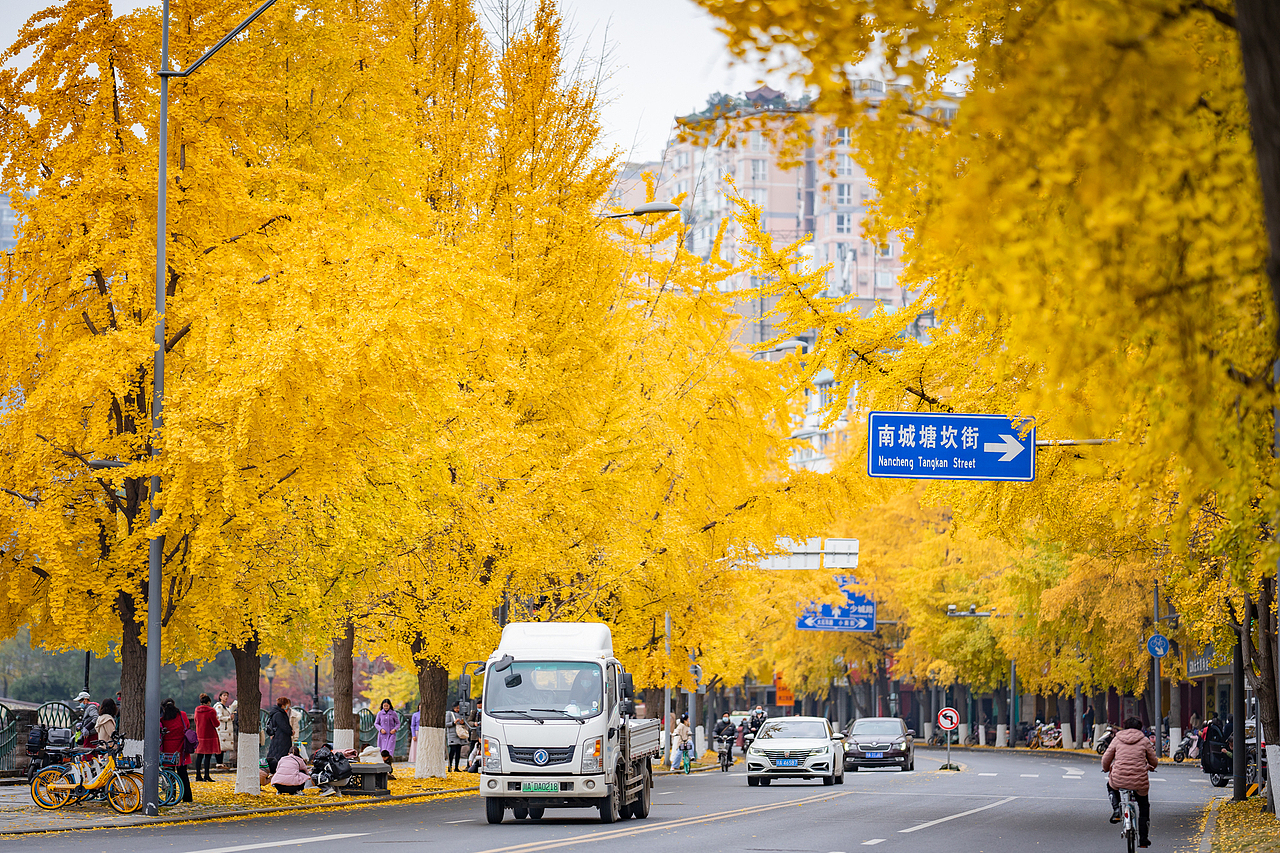 美丽的河边银杏，锦里中路（图ZMjM1NzgzMTUy） - 人像摄影 - 站酷设计师迪克高原创素材 - 站酷ZCOOL