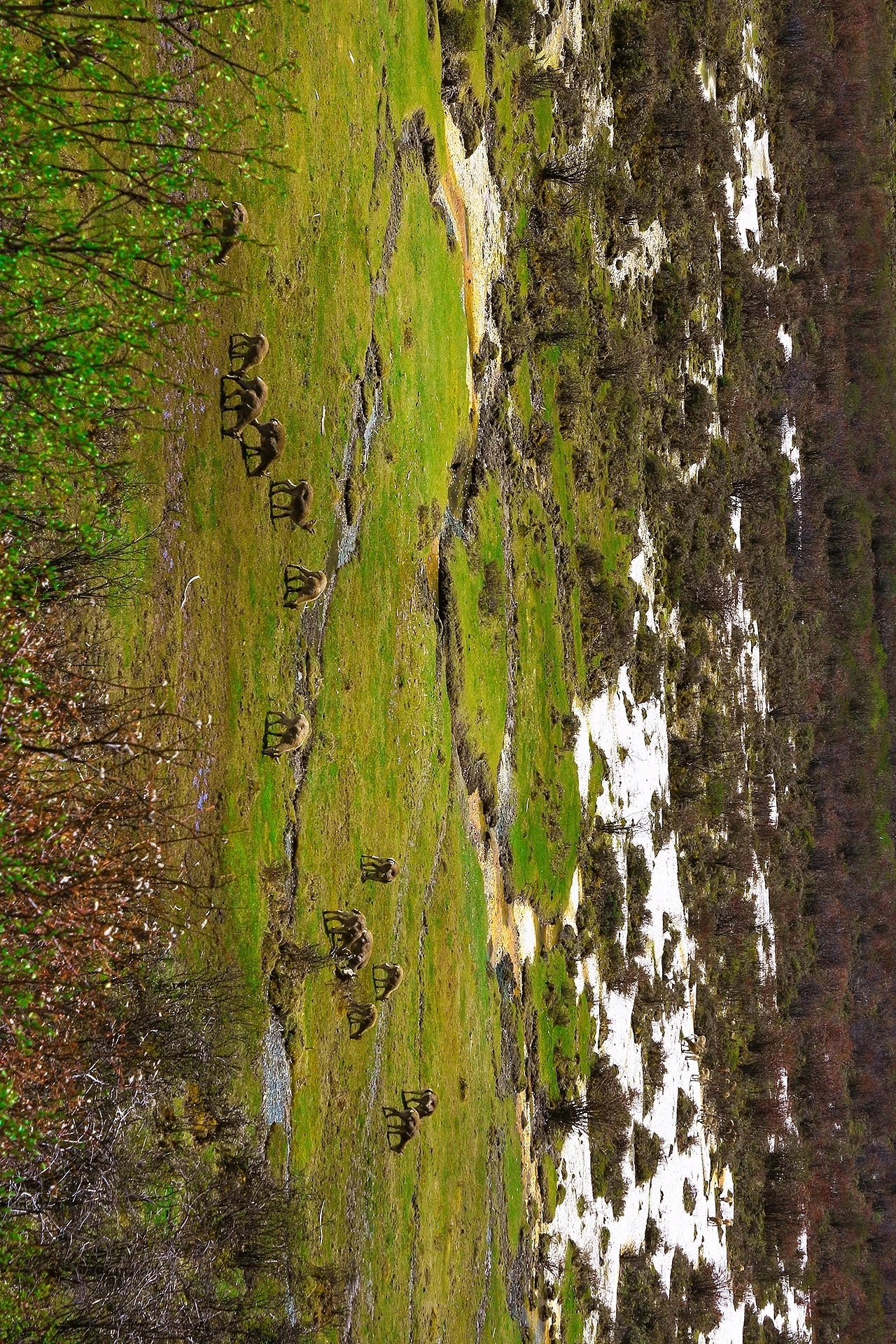 啊，牛啊羊啊～