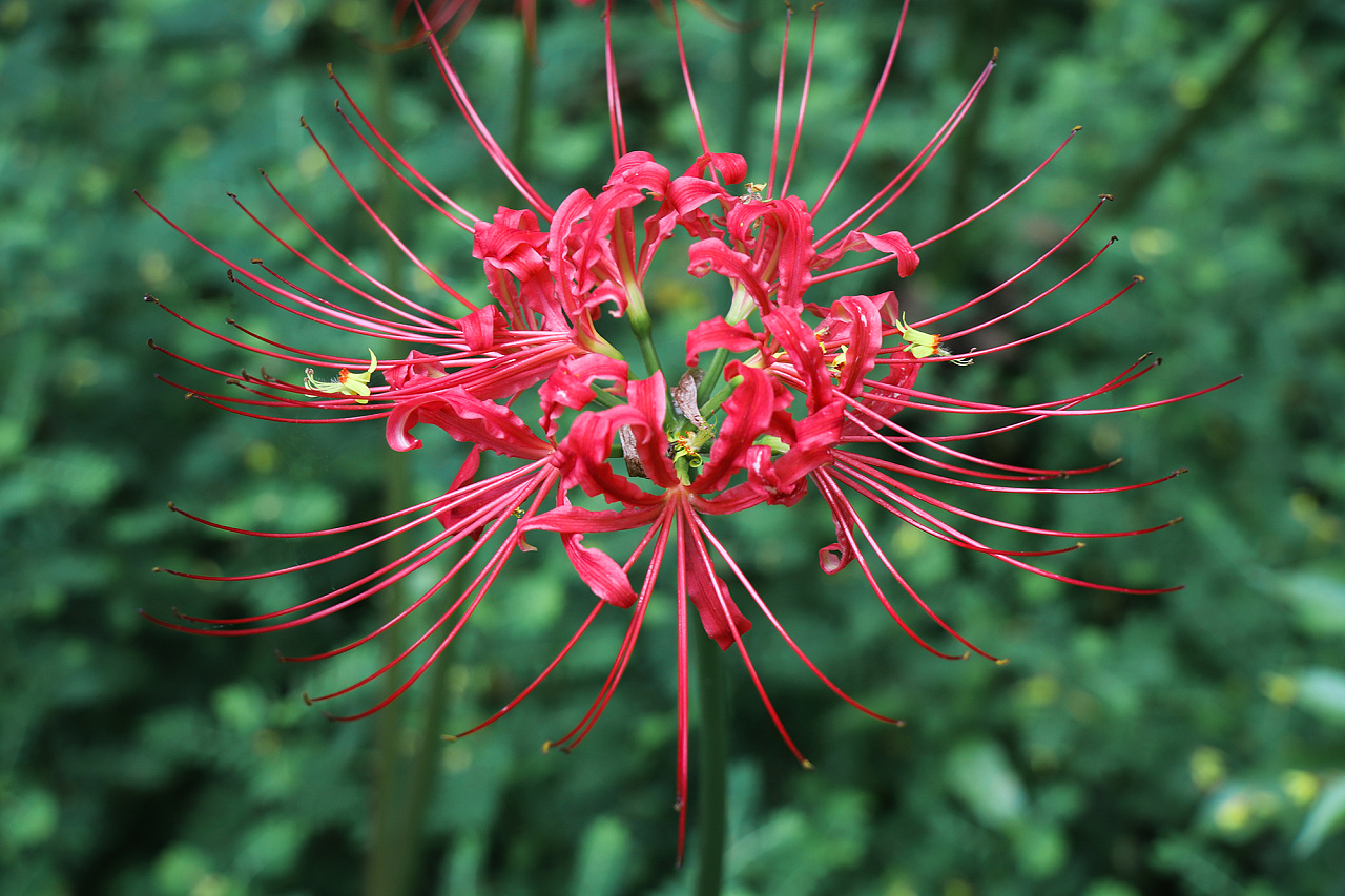 彼岸花 曼珠沙华 原创作品 站酷 Zcool