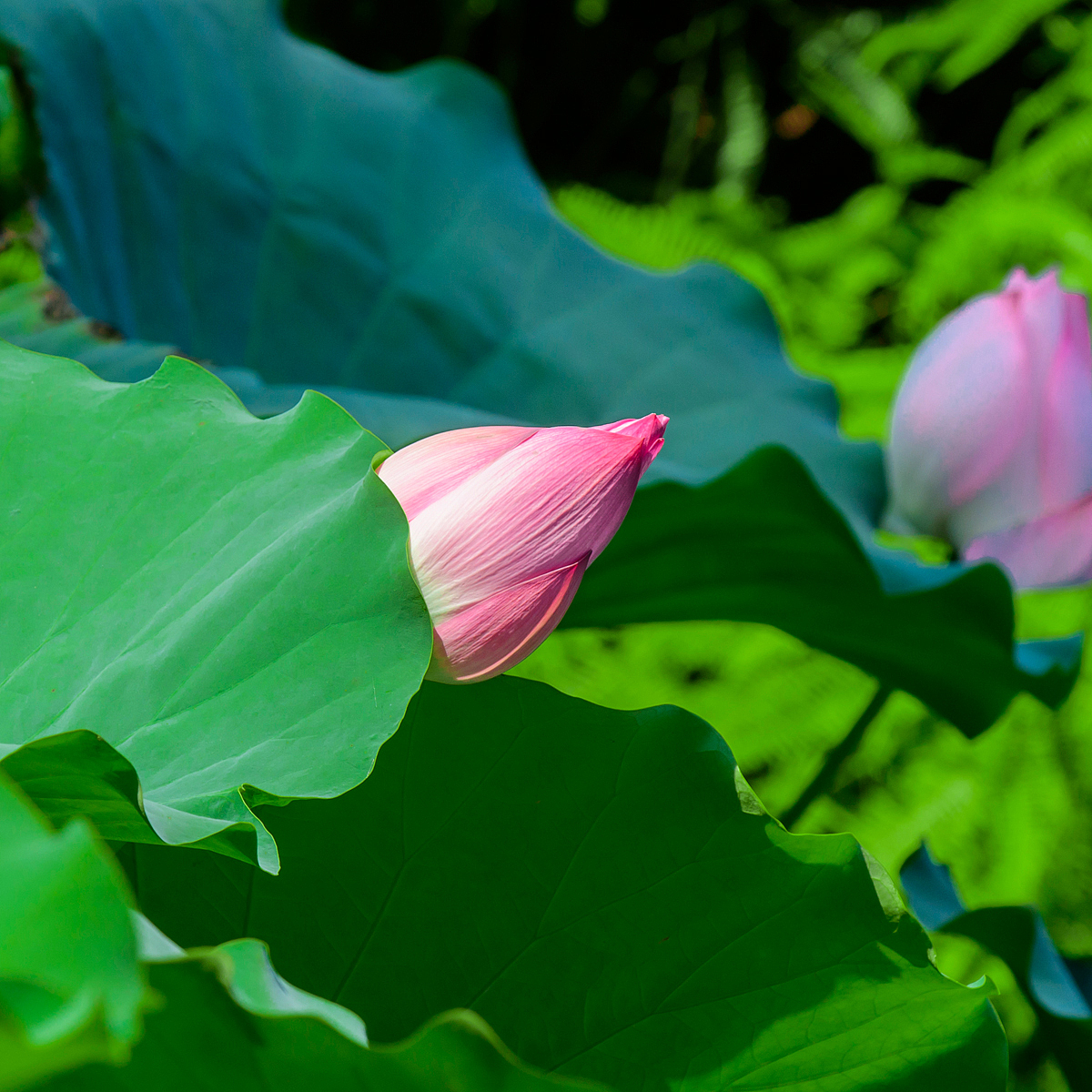 荷花與青花瓷器擺件（圖ZNTgyMTMyMDQ=） - 產(chǎn)品攝影 - 站酷設(shè)計(jì)師紫夢(mèng)云纖原創(chuàng)素材 - 站酷ZCOOL