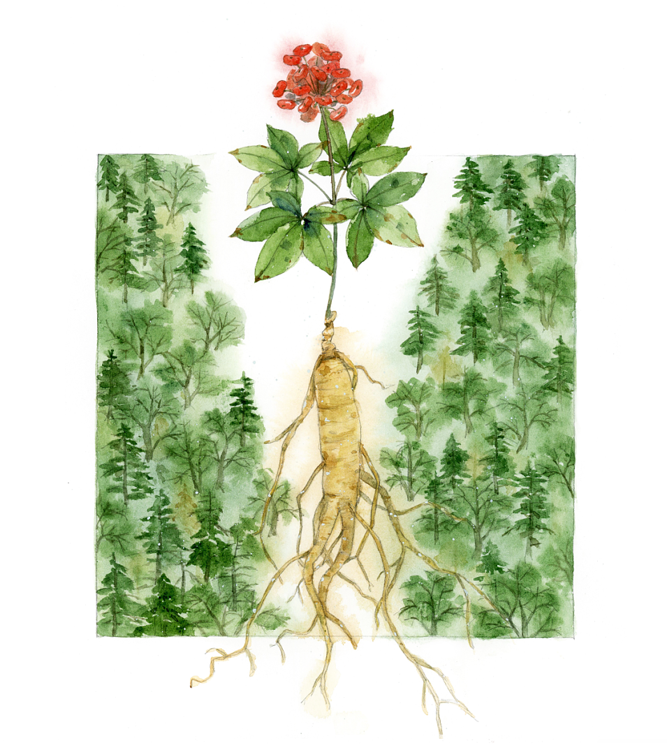 第一本正儿八经的绘本人参娃娃