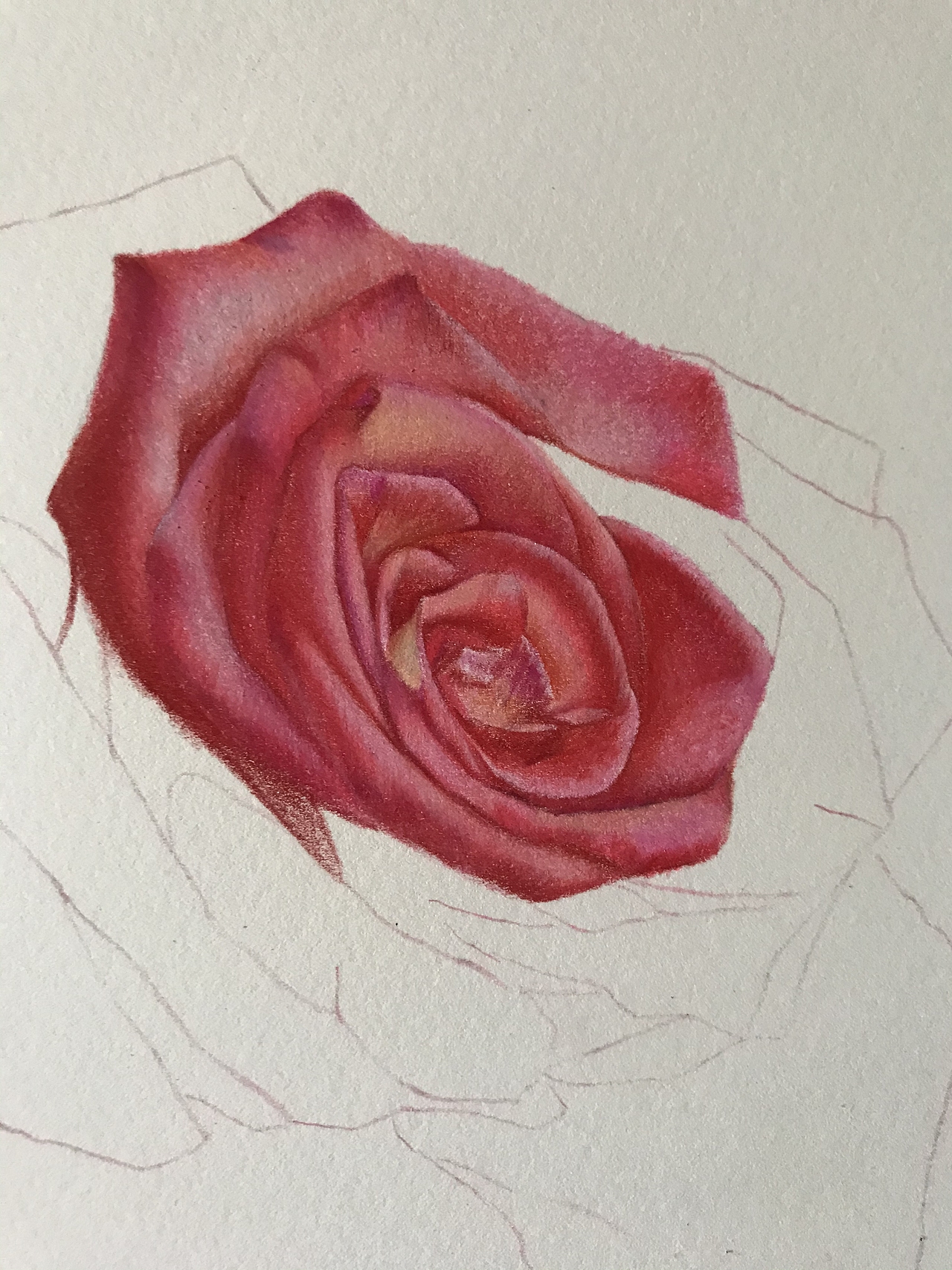 为中国奥运健儿献礼-彩铅绘画玫瑰花🌹，霹雳马偏写实风（图ZMjY1NDQ4NDM2） - 绘画 - 站酷设计师臻于至善彩铅绘画原创素材 - 站酷ZCOOL