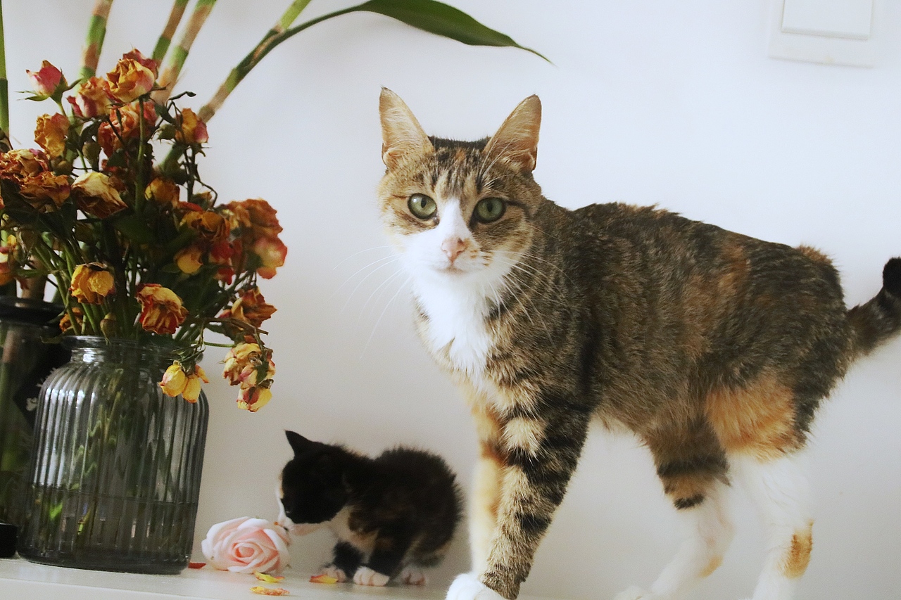 一点妈妈和它的孩子们