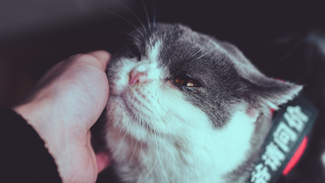 自己拍壁纸系列02（图ZMjUyODM4NTUy） - 宠物摄影 - 站酷设计师狠手辣原创素材 - 站酷ZCOOL