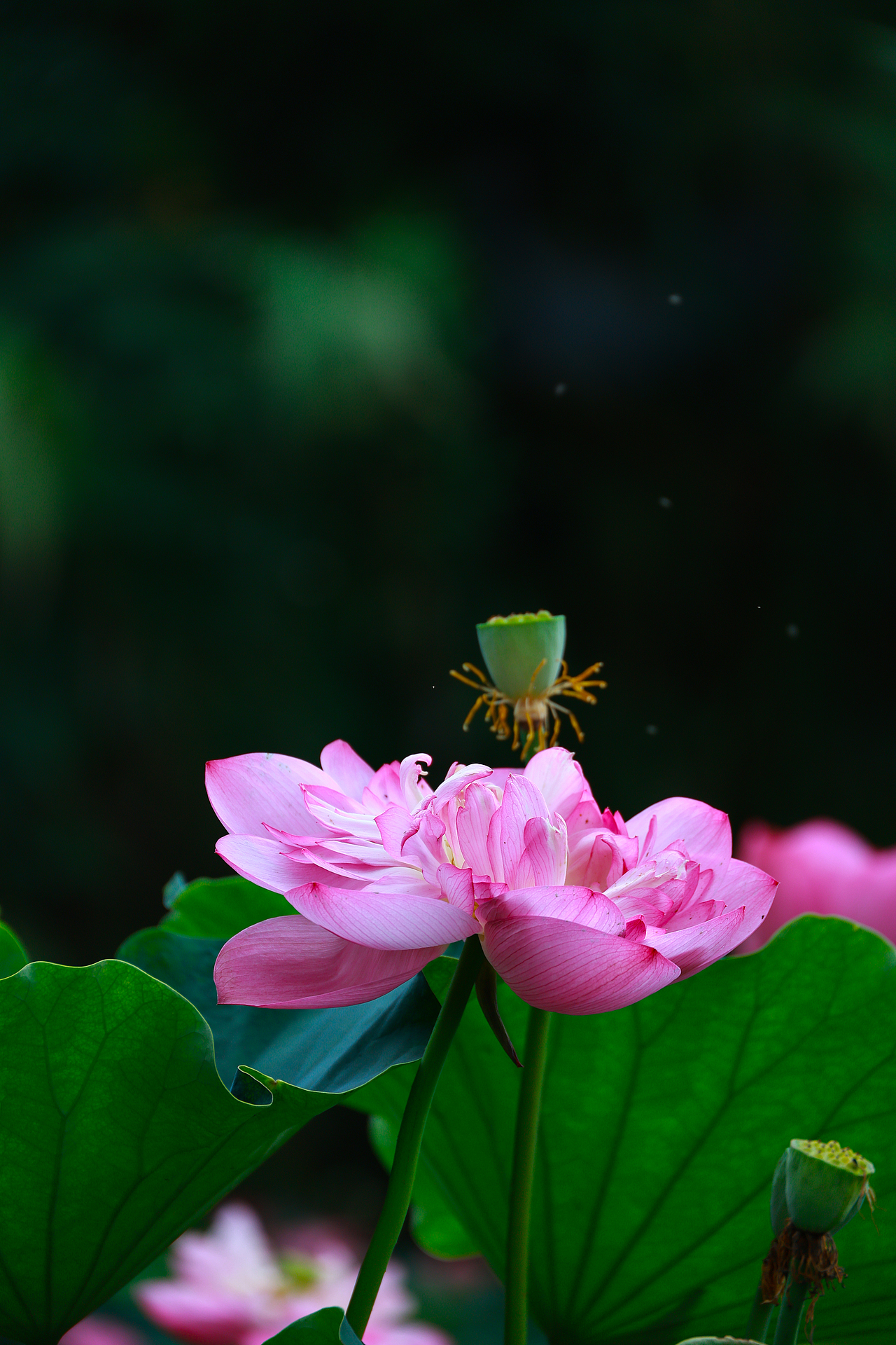 廉洁如荷,高洁不染