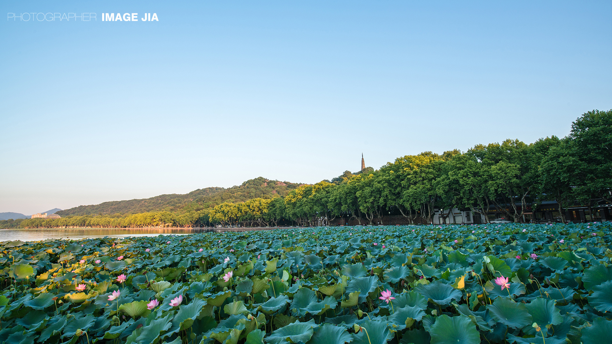 美丽的杭州西湖花园，中国的夏天照片摄影图片_ID:157501238-Veer图库