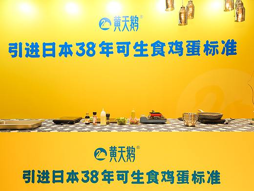 黄天鹅引进日本38年可生食鸡蛋标准