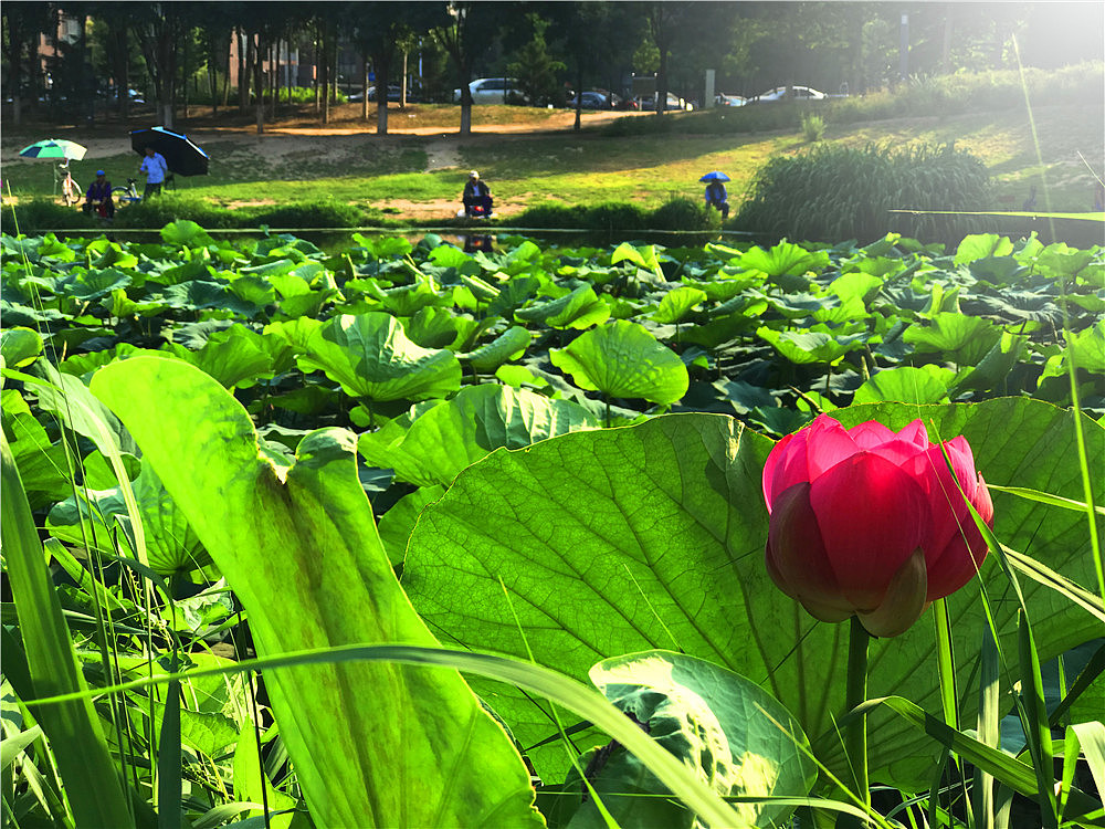 刘勇良手机纪实摄影：闲来垂钓碧溪上（图ZMTY0NDYzNjky） - 人文/纪实摄影 - 站酷设计师刘勇良意创书设原创素材 - 站酷ZCOOL