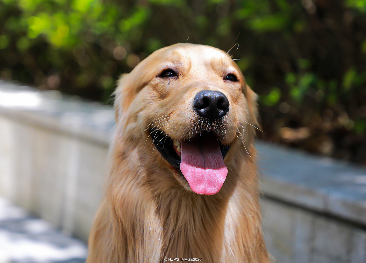 金毛（图ZMjEwMDkyMzY4） - 宠物摄影 - 站酷设计师下乡种田帅小伙原创素材 - 站酷ZCOOL