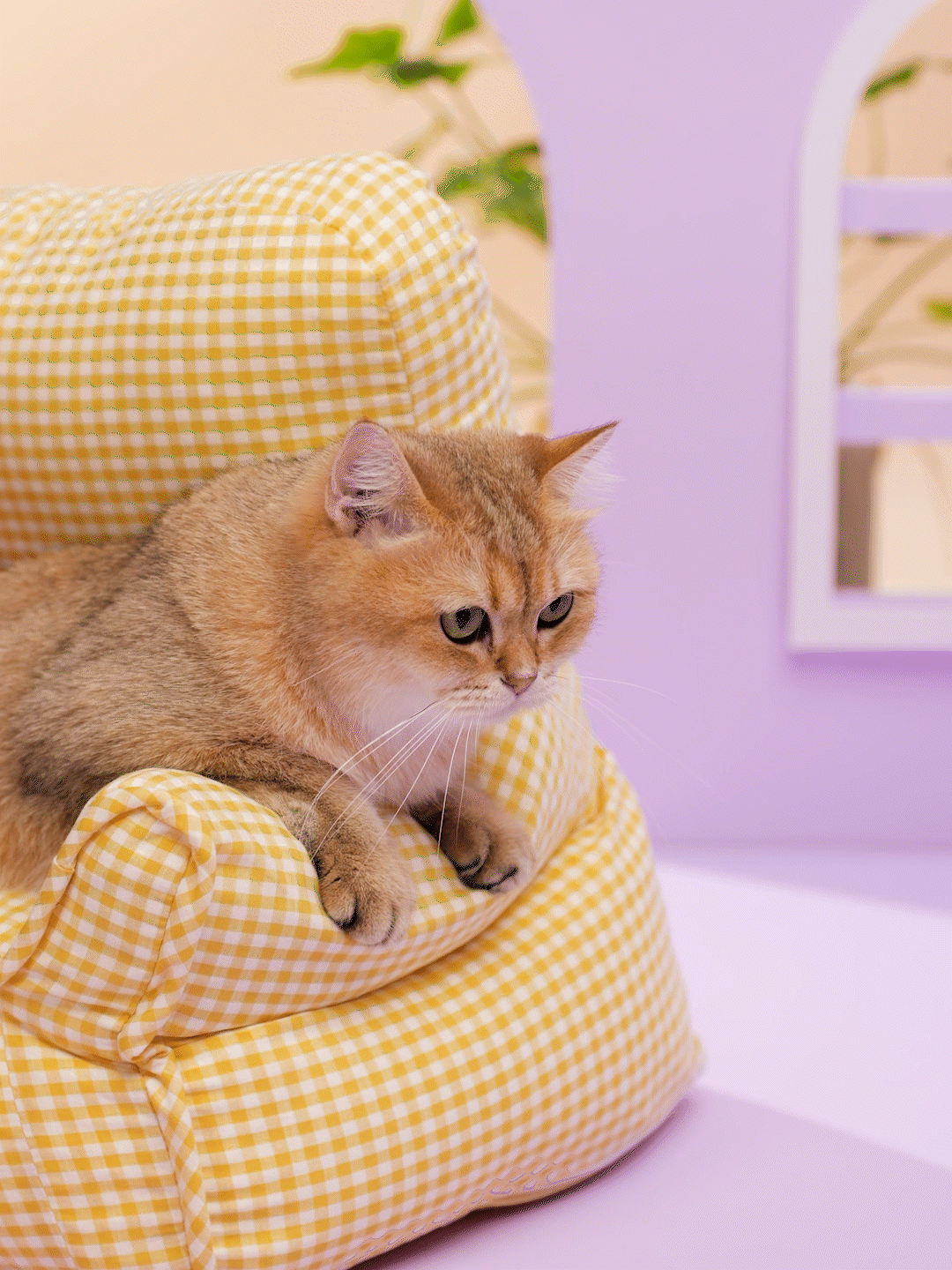 中宠HAPPY100U能成猫粮电商竖版短视频