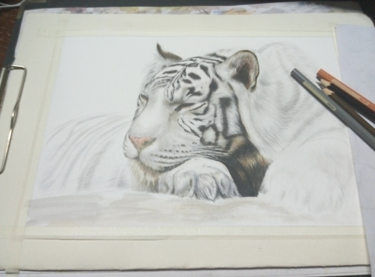白老虎的画白色图片