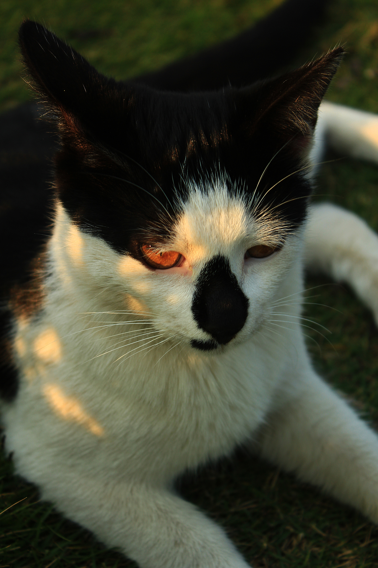 嘿！黑鼻子的猫（图ZMTM2MTk1MDA=） - 宠物摄影 - 站酷设计师今日待办ToDoList原创素材 - 站酷ZCOOL