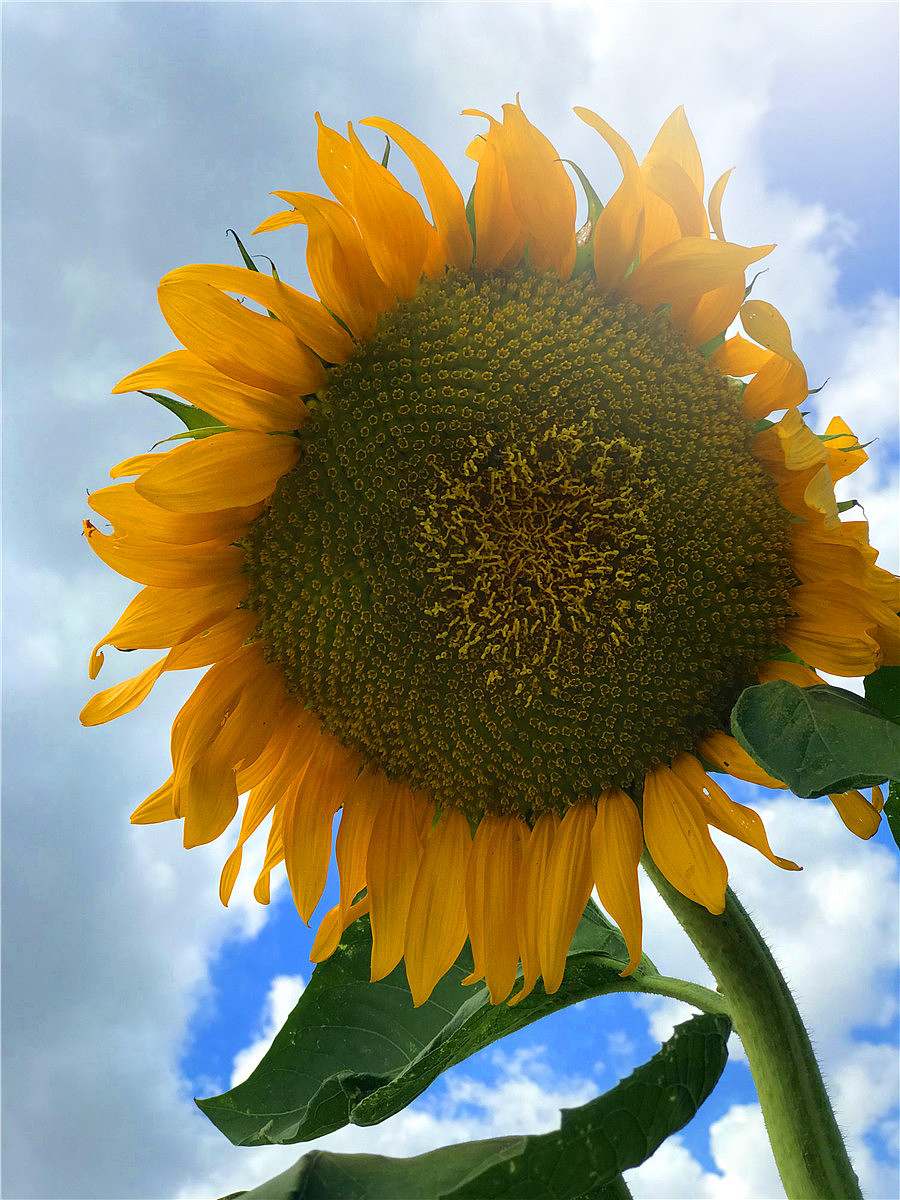 刘勇良手机纪实摄影:致敬梵高