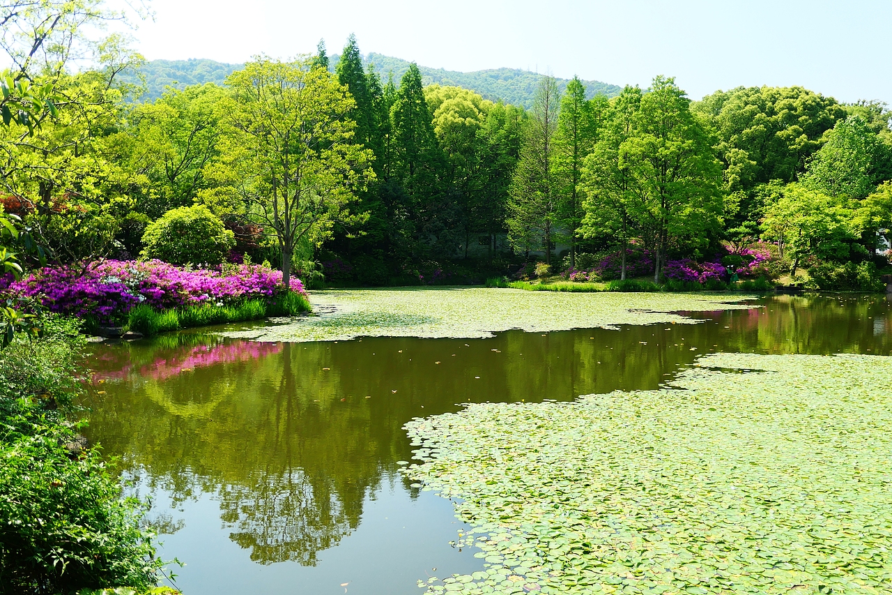 惠山古镇 | 杜鹃啼红
