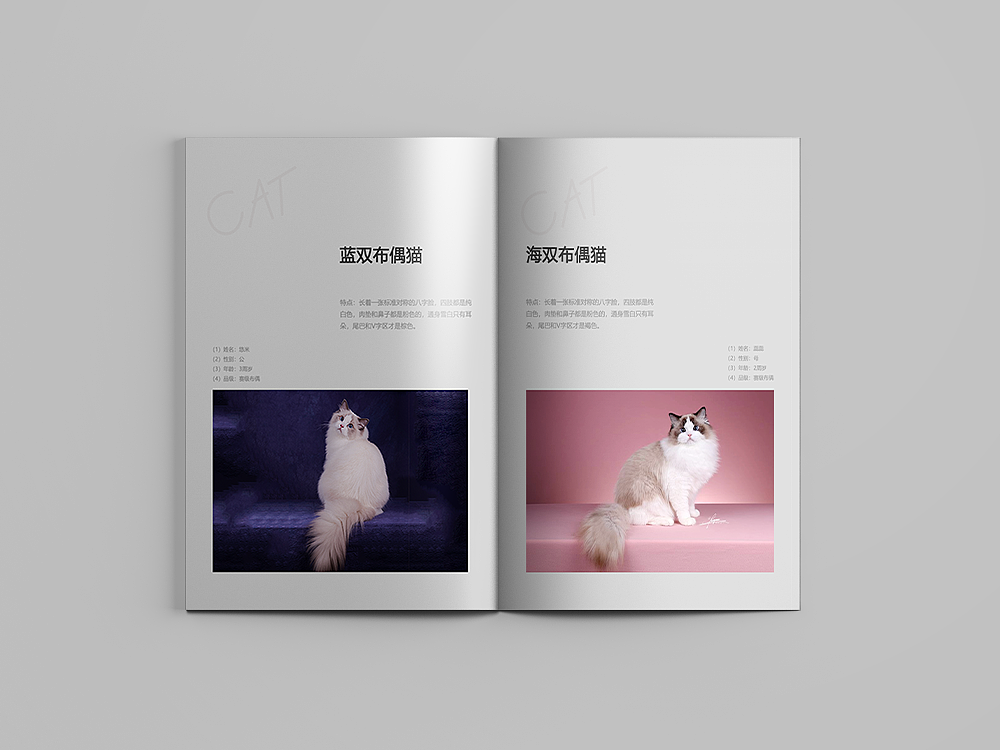 布偶貓畫冊(cè)（圖ZMjIwMjI5NjQw） - 其他UI - 站酷設(shè)計(jì)師wulil鶩黎丶原創(chuàng)素材 - 站酷ZCOOL