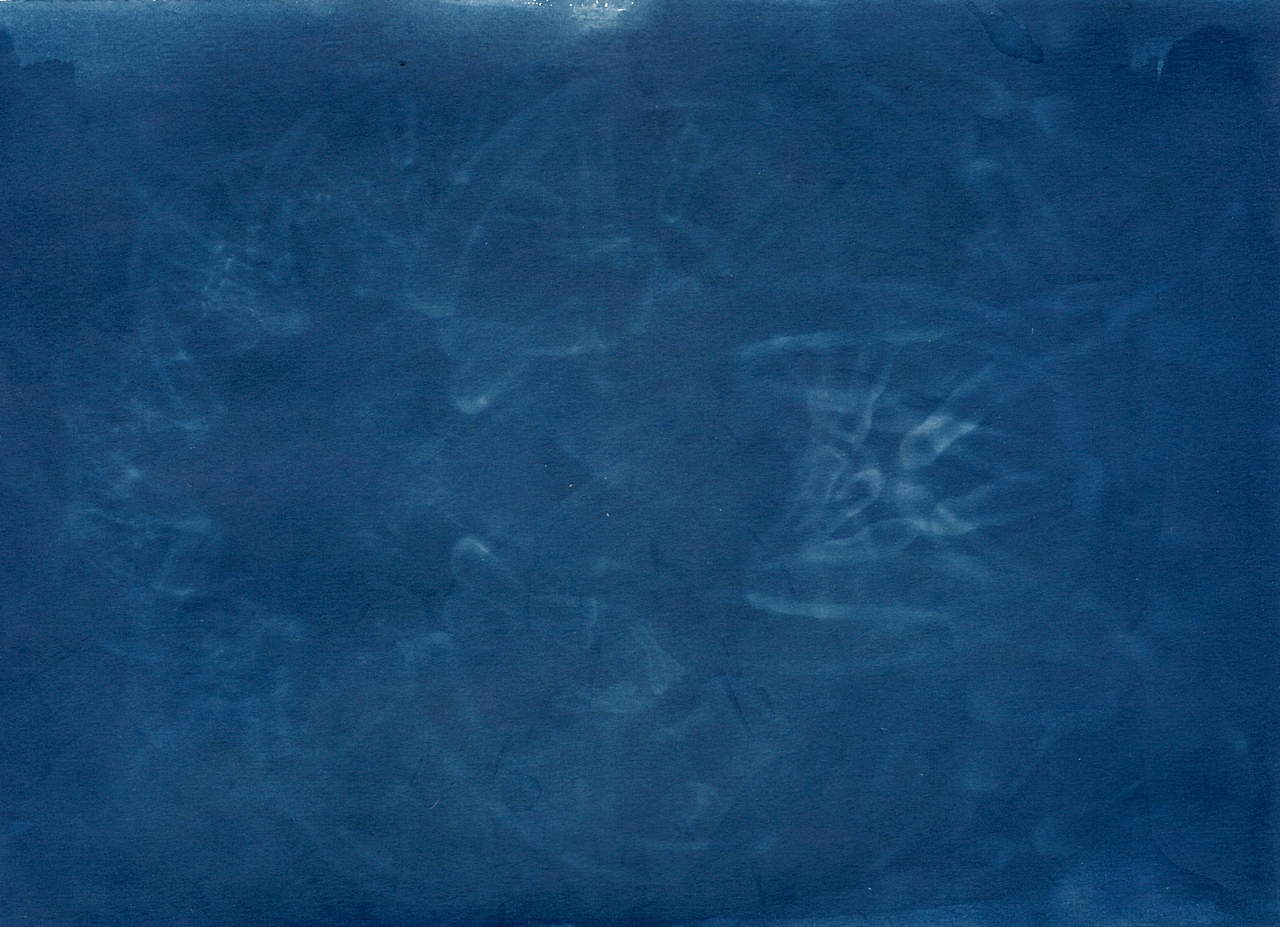 蓝晒Cyanotype - Silk & Cell