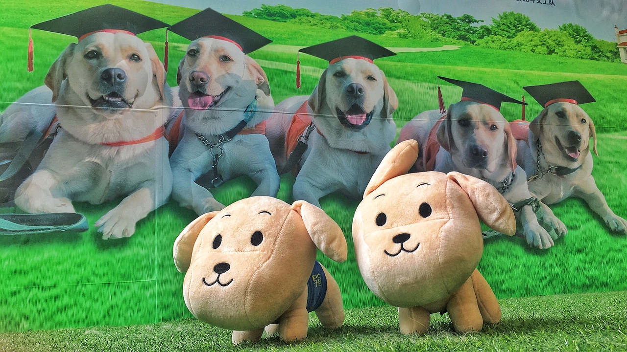 导盲犬周边义卖礼品——毛公仔