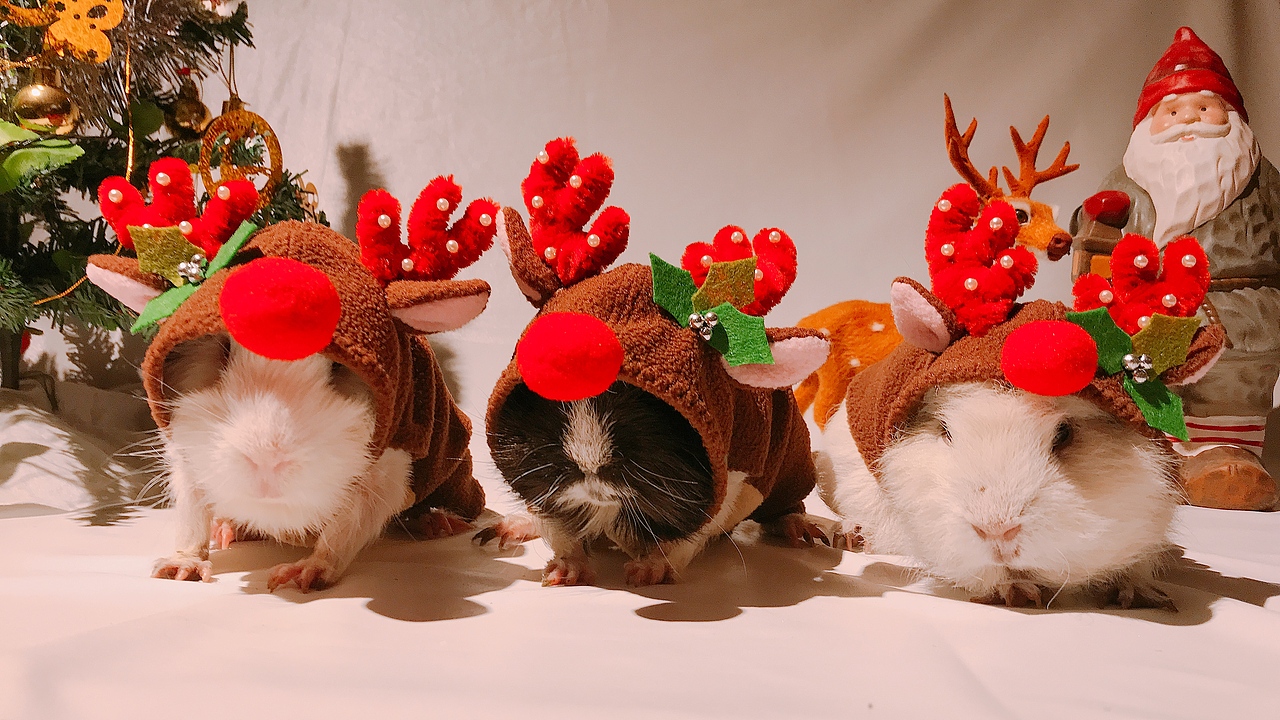 豚鼠婆婆--圣诞驯鹿