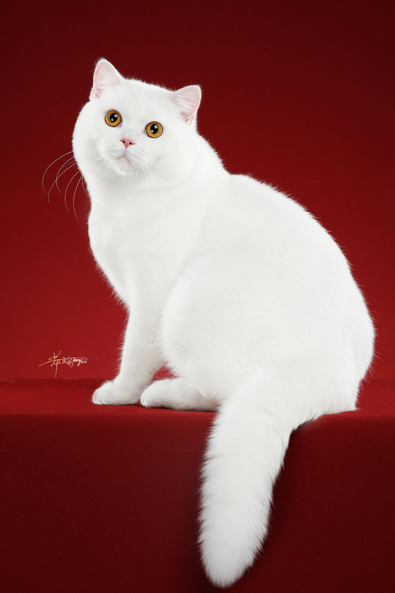 英国短毛猫（图ZMjIxODA5NTgw） - 宠物摄影 - 站酷设计师AMYWORKS赛猫摄影原创素材 - 站酷ZCOOL