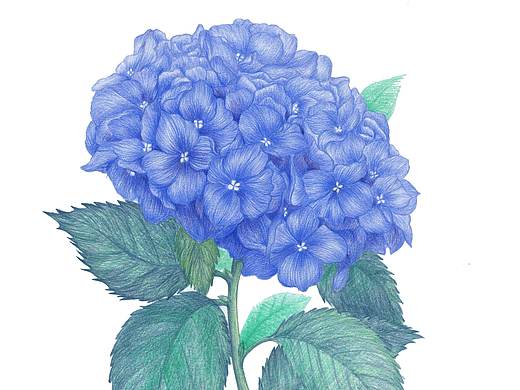 绣球花