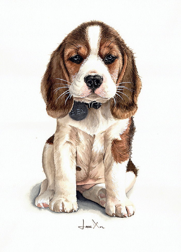 许宁动物水彩 犬科 - 原创作品 - 站酷(zcool)