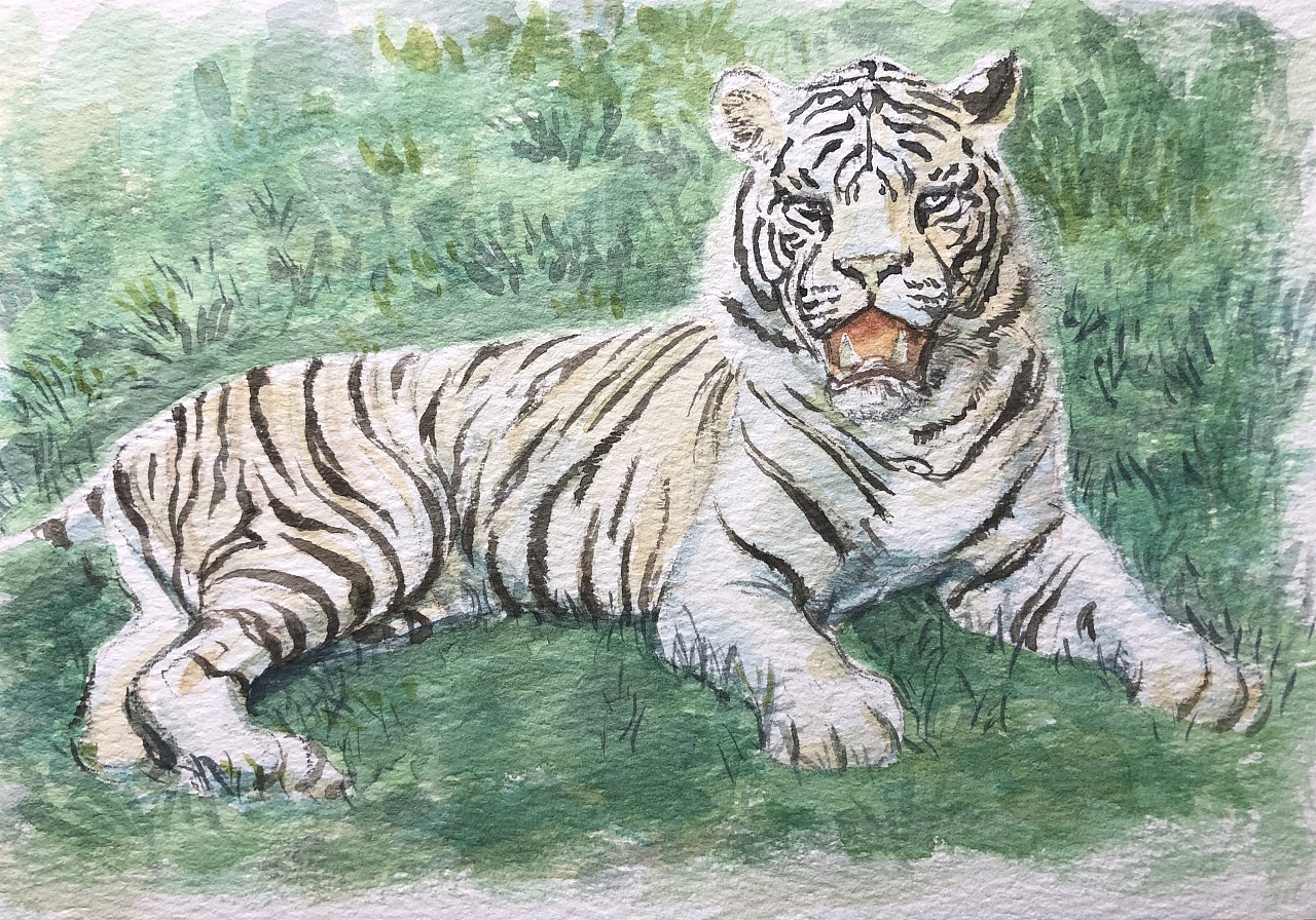 水彩画——白虎绘画步骤